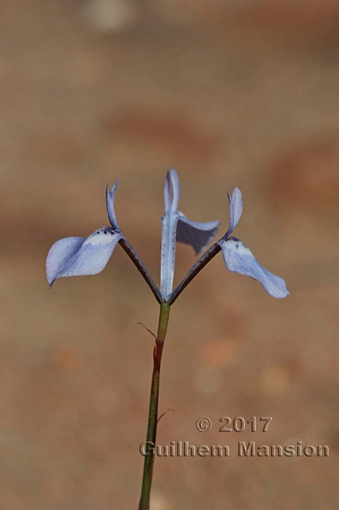 Moraea tripetala