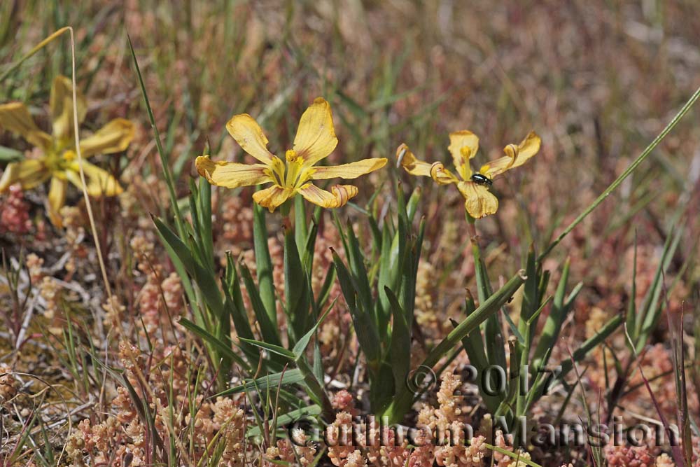 Moraea vallisbelli