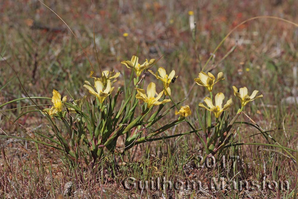 Moraea vallisbelli