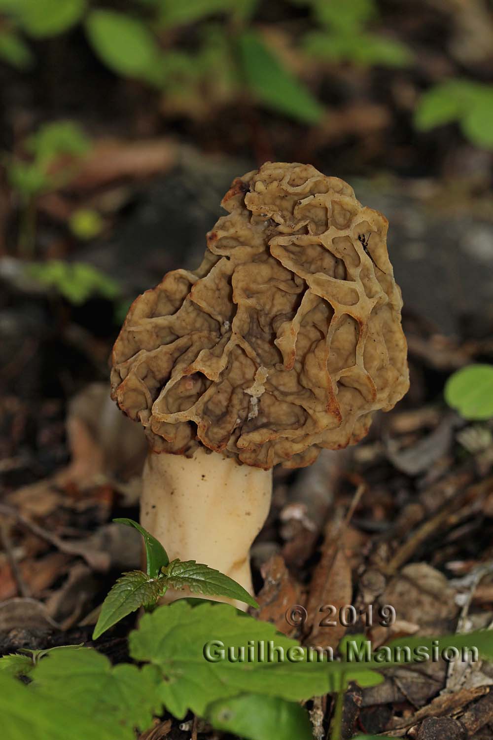 Morchella rotunda