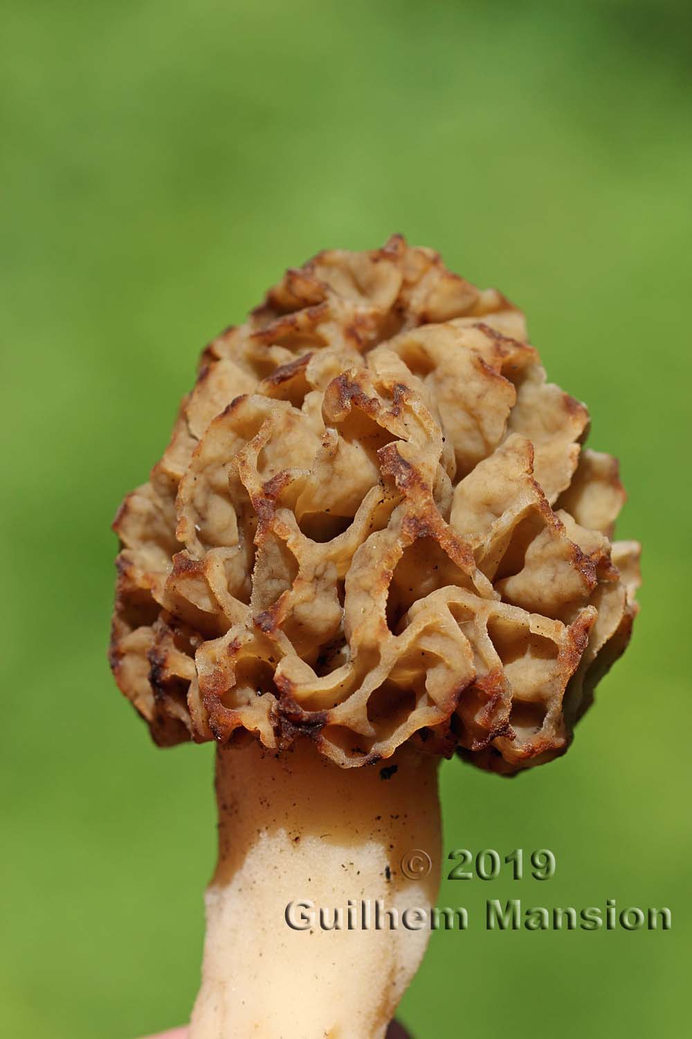 Morchella rotunda