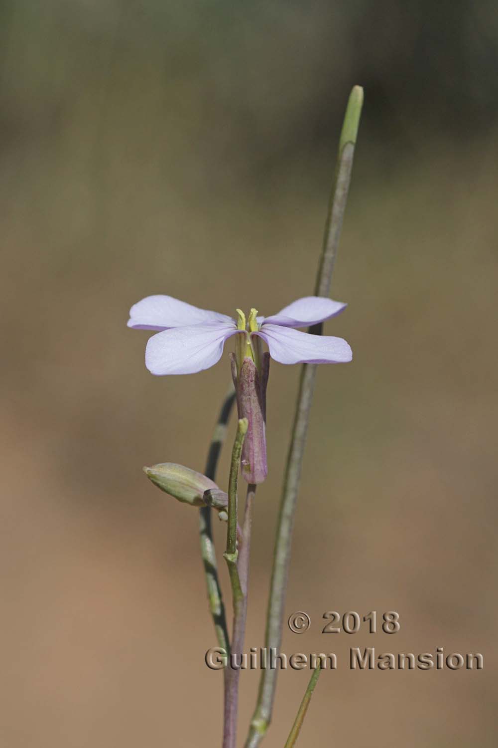 Moricandia foetida