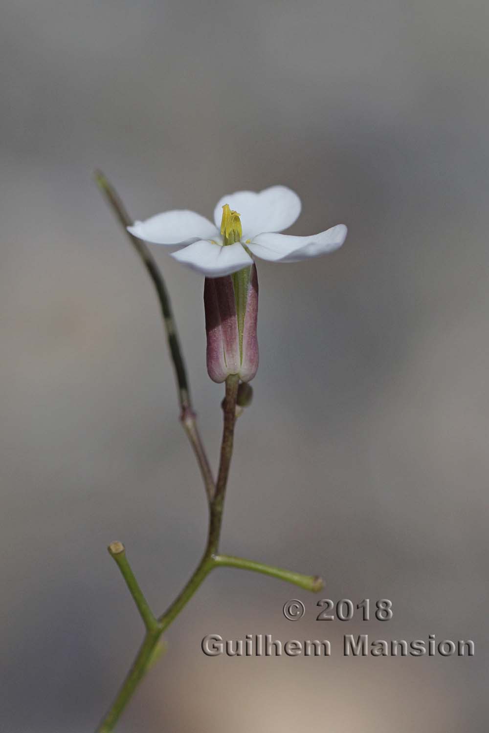 Moricandia foetida