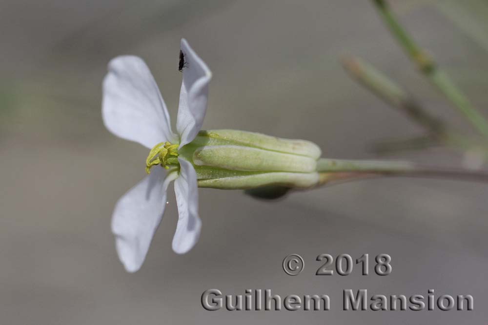 Moricandia foetida