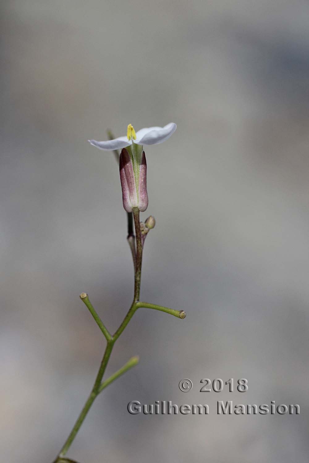 Moricandia foetida