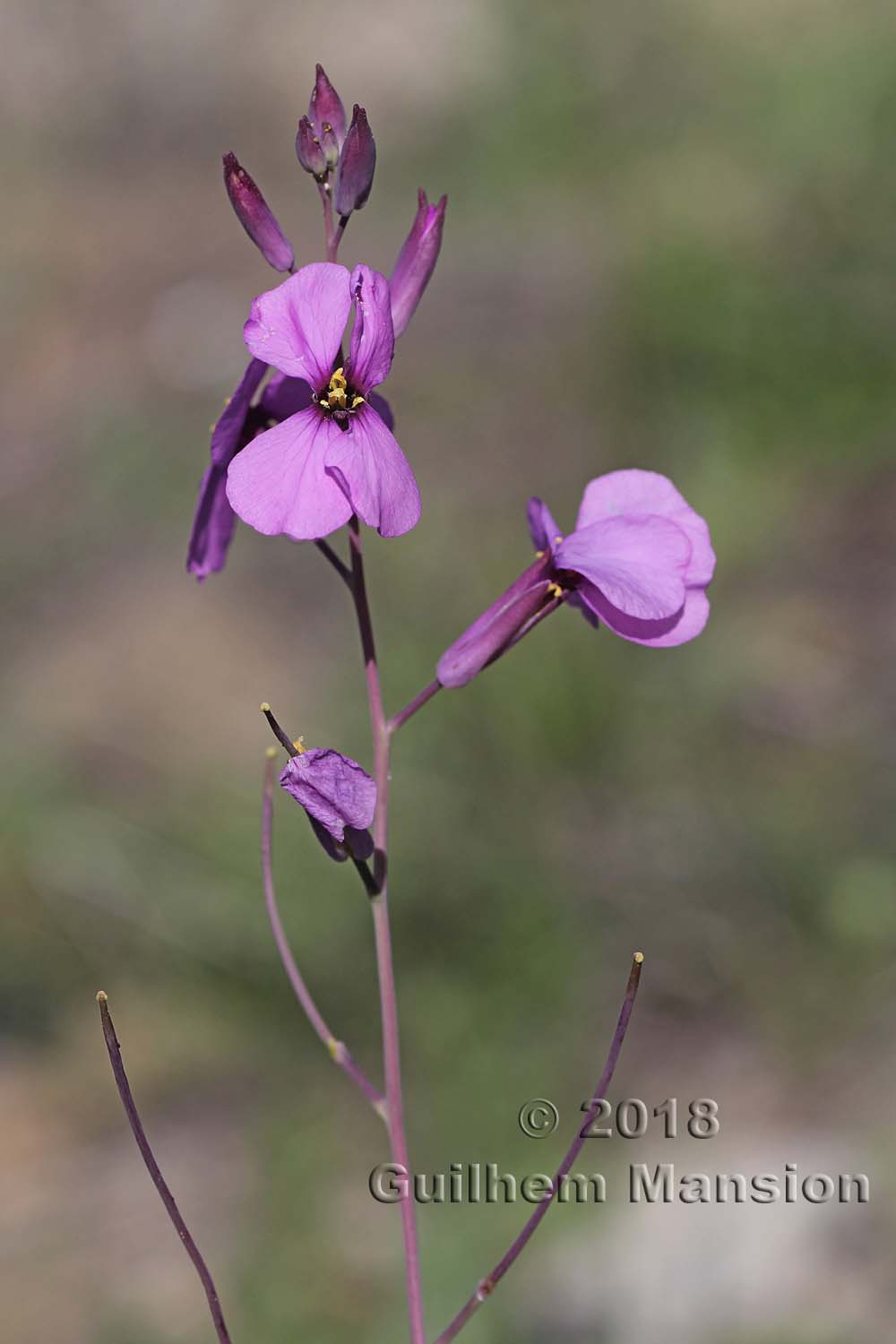 Moricandia moricandioides