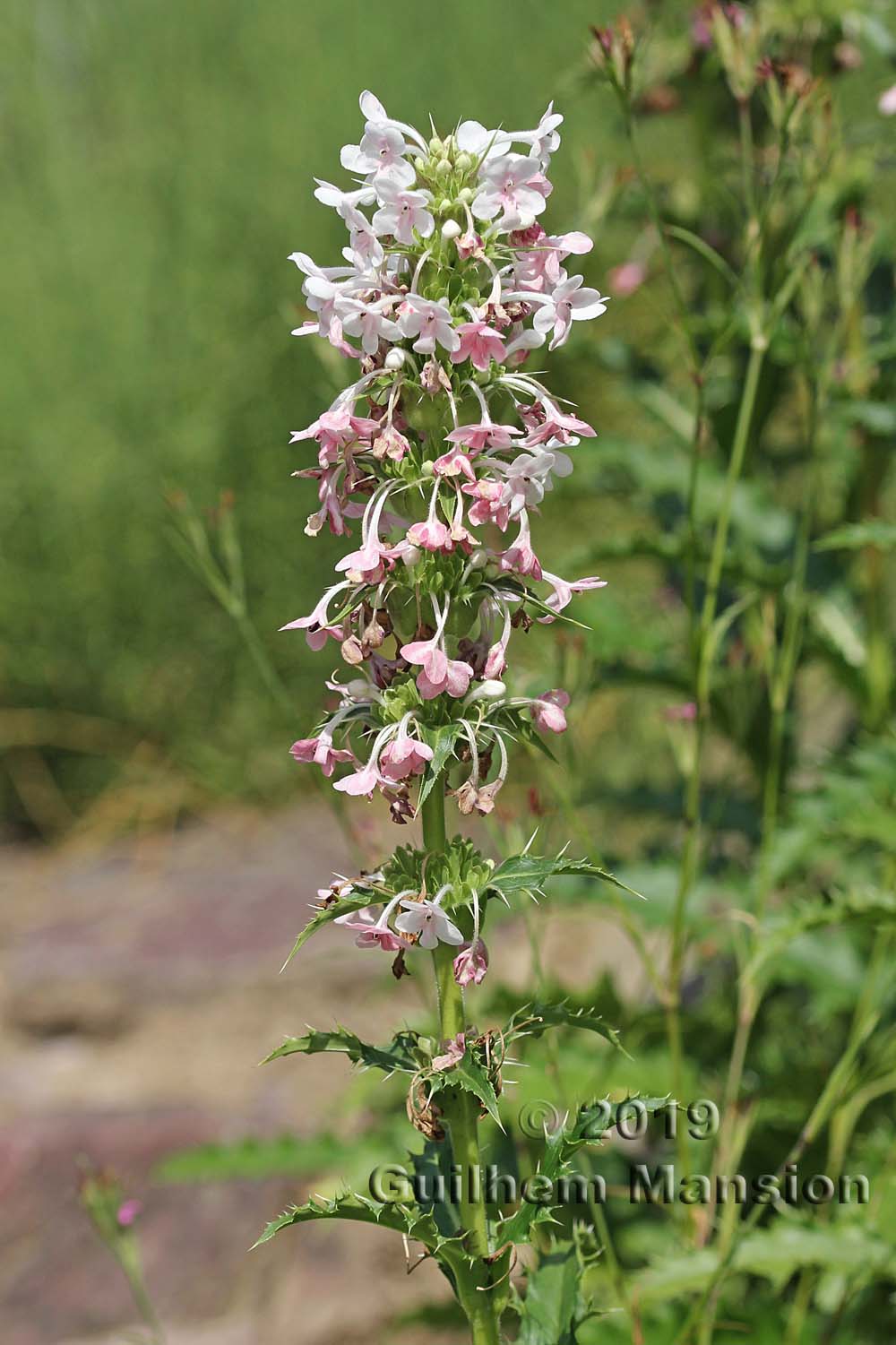 Morina persica