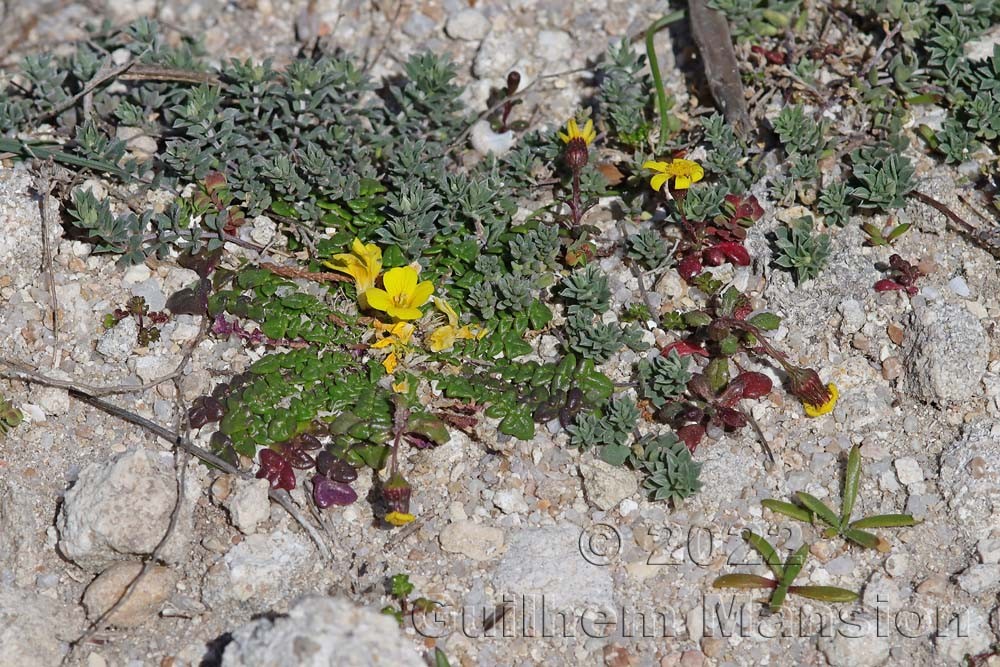 Morisia monanthos