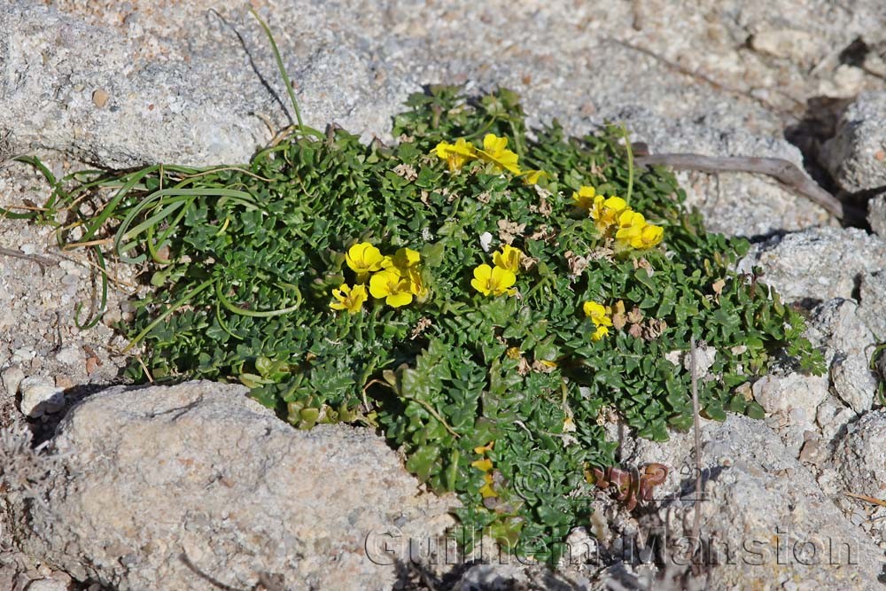 Morisia monanthos