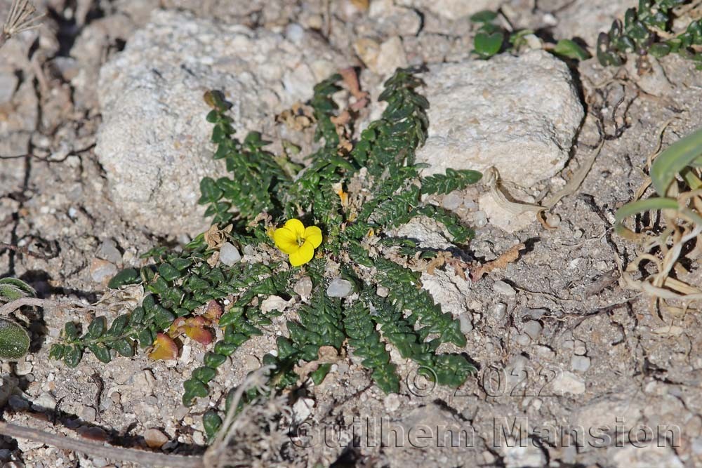 Morisia monanthos