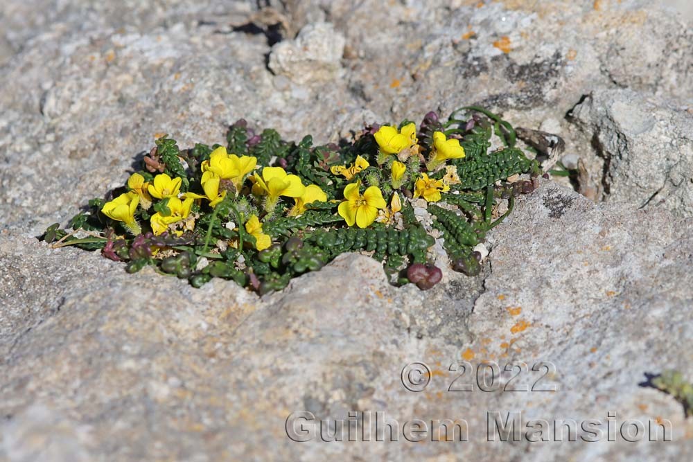 Morisia monanthos