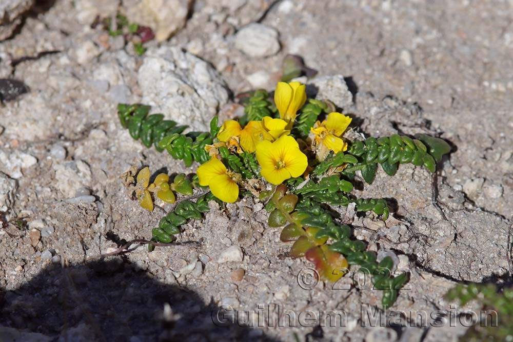 Morisia monanthos