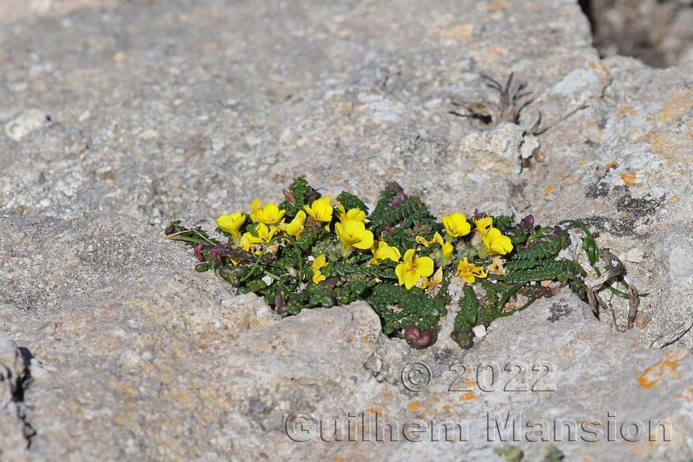 Morisia monanthos