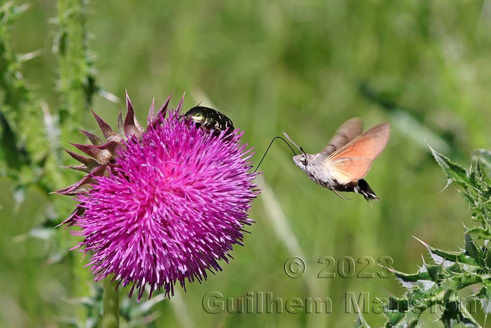 Macroglossum stellatarum - Moro sphinx