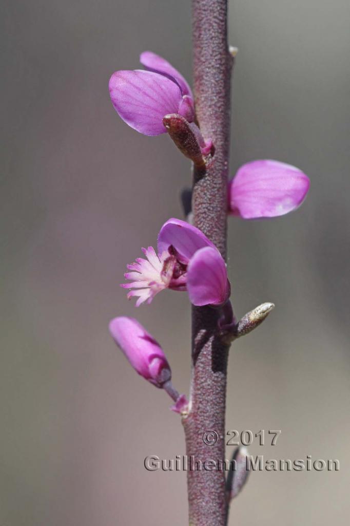 Muraltia spinosa