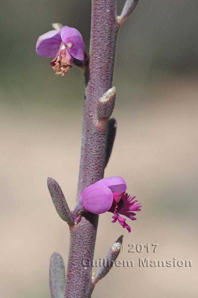 Muraltia sp.