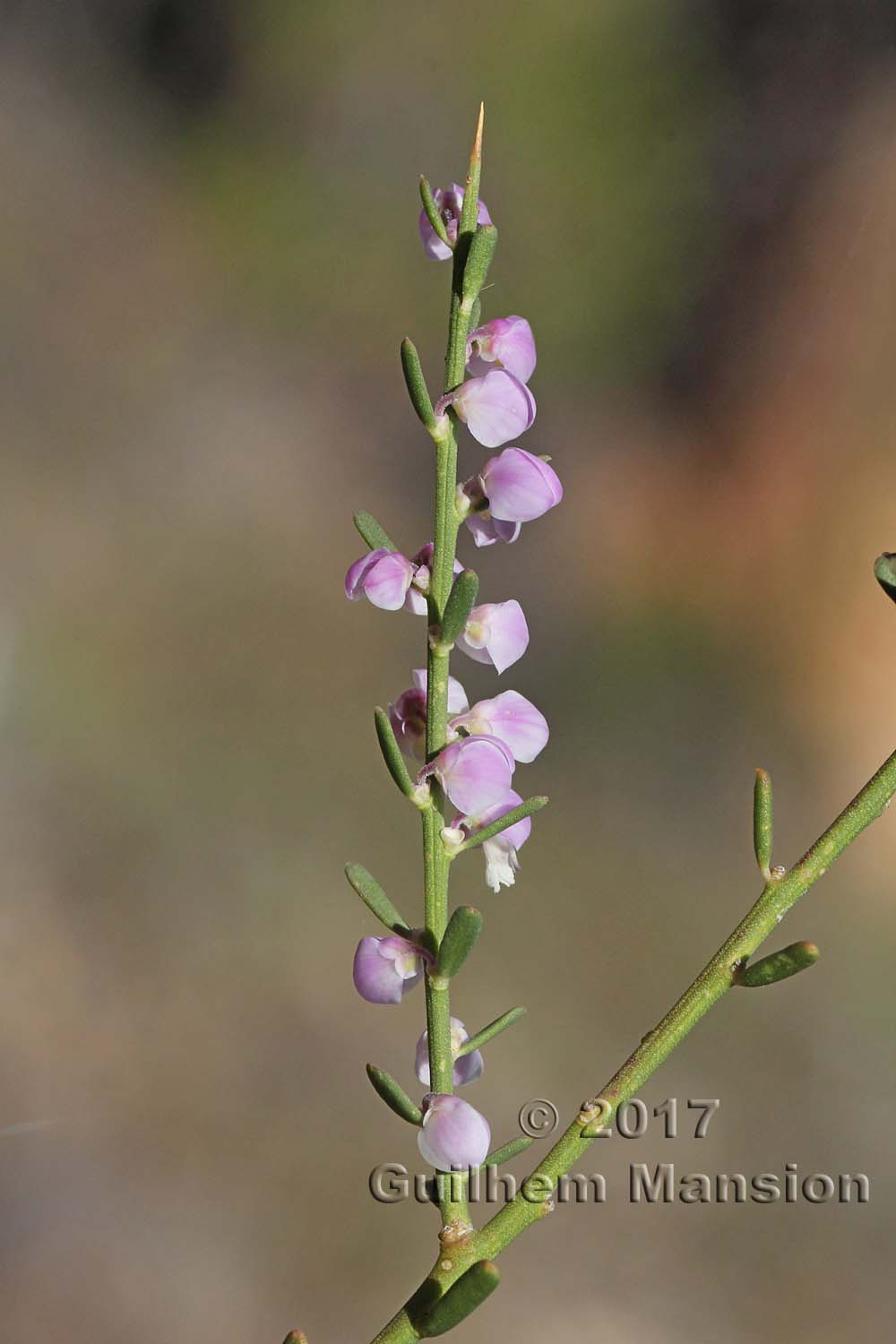 Muraltia spinosa