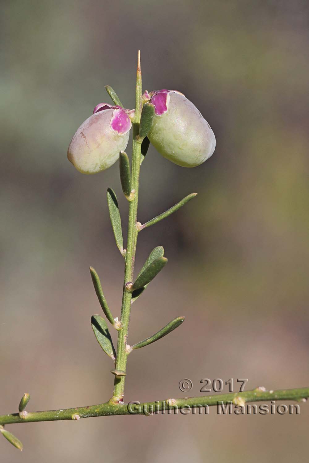 Muraltia spinosa