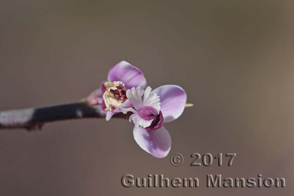 Muraltia spinosa