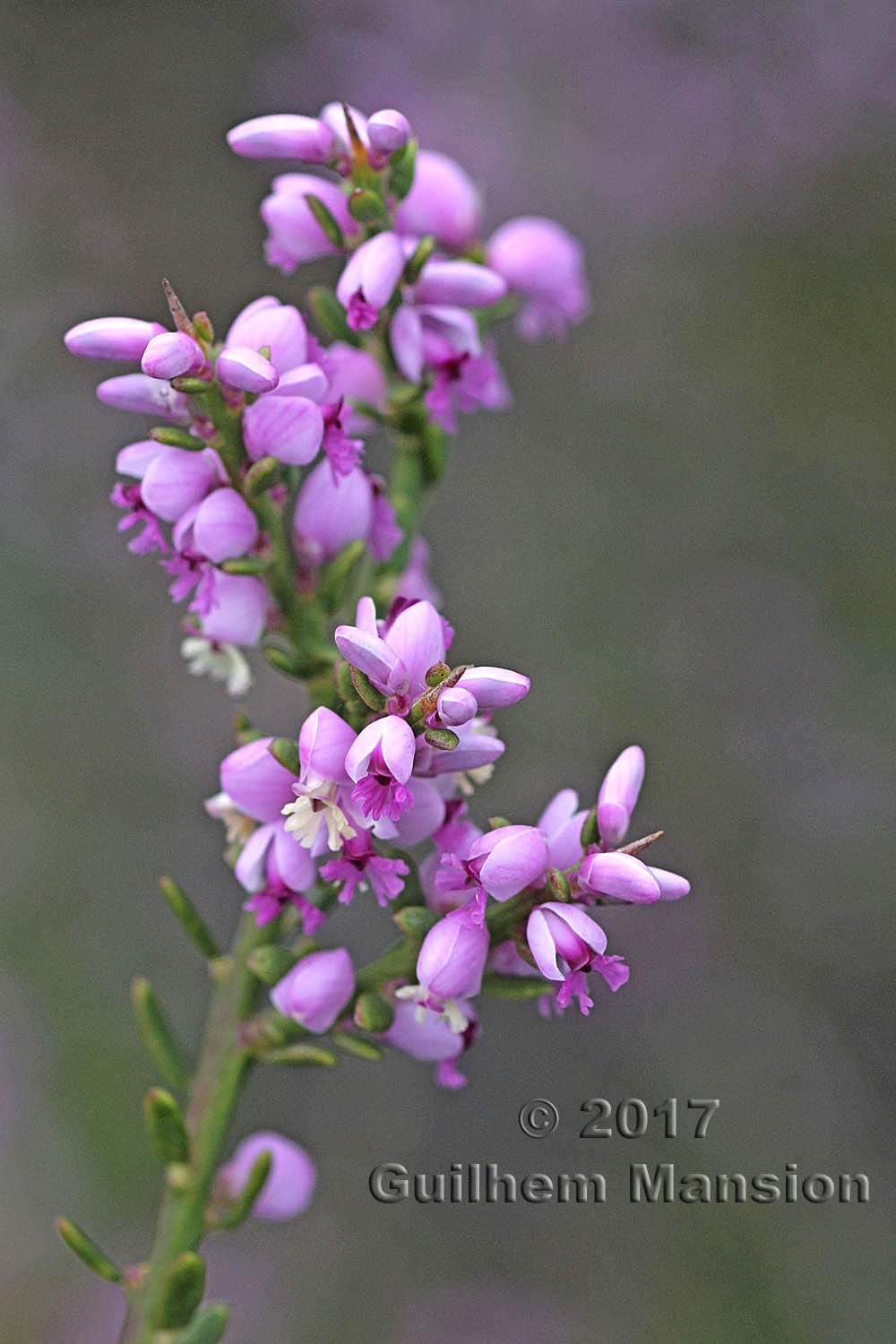 Muraltia spinosa