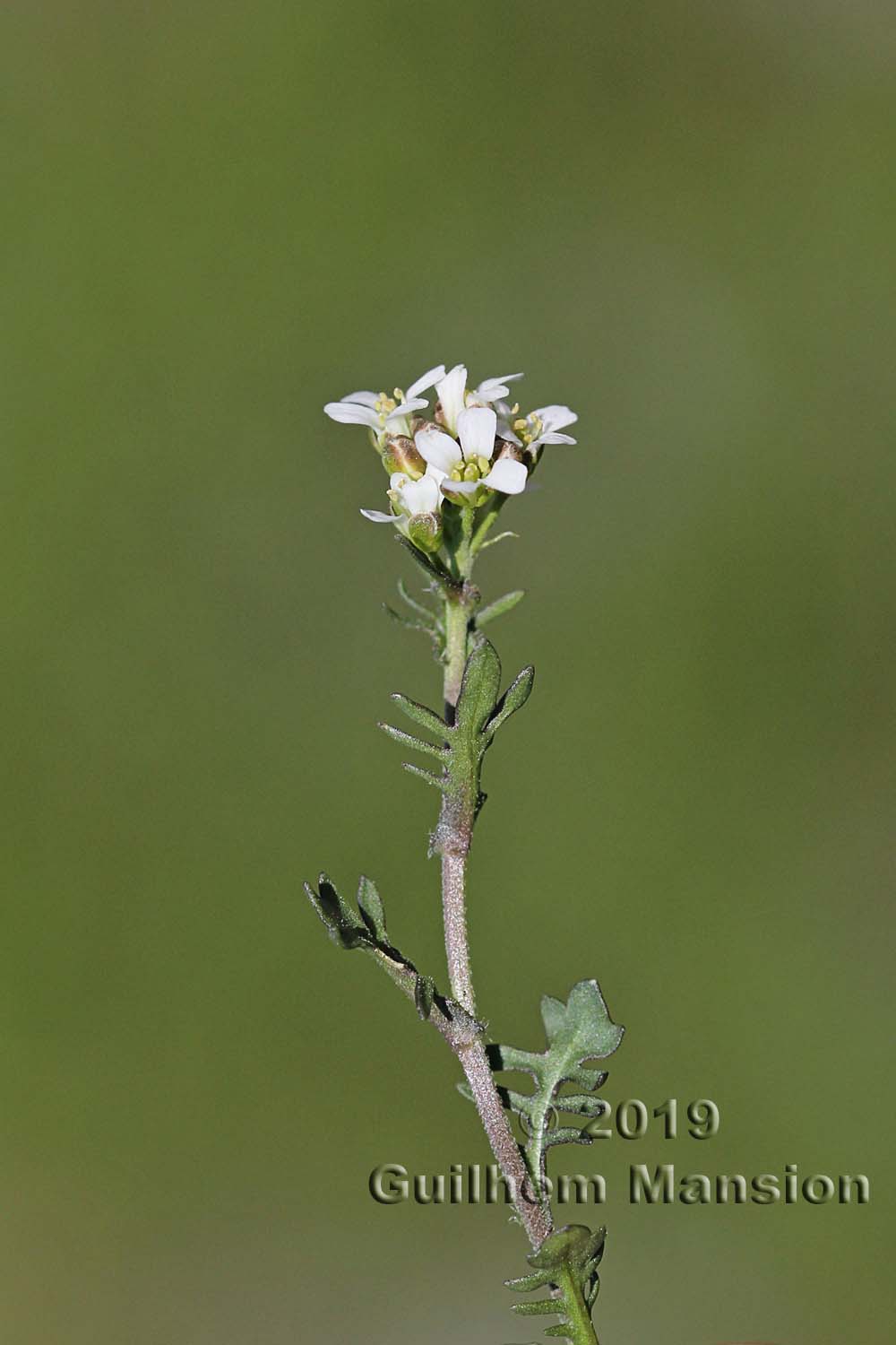 Murbeckiella pinnatifida