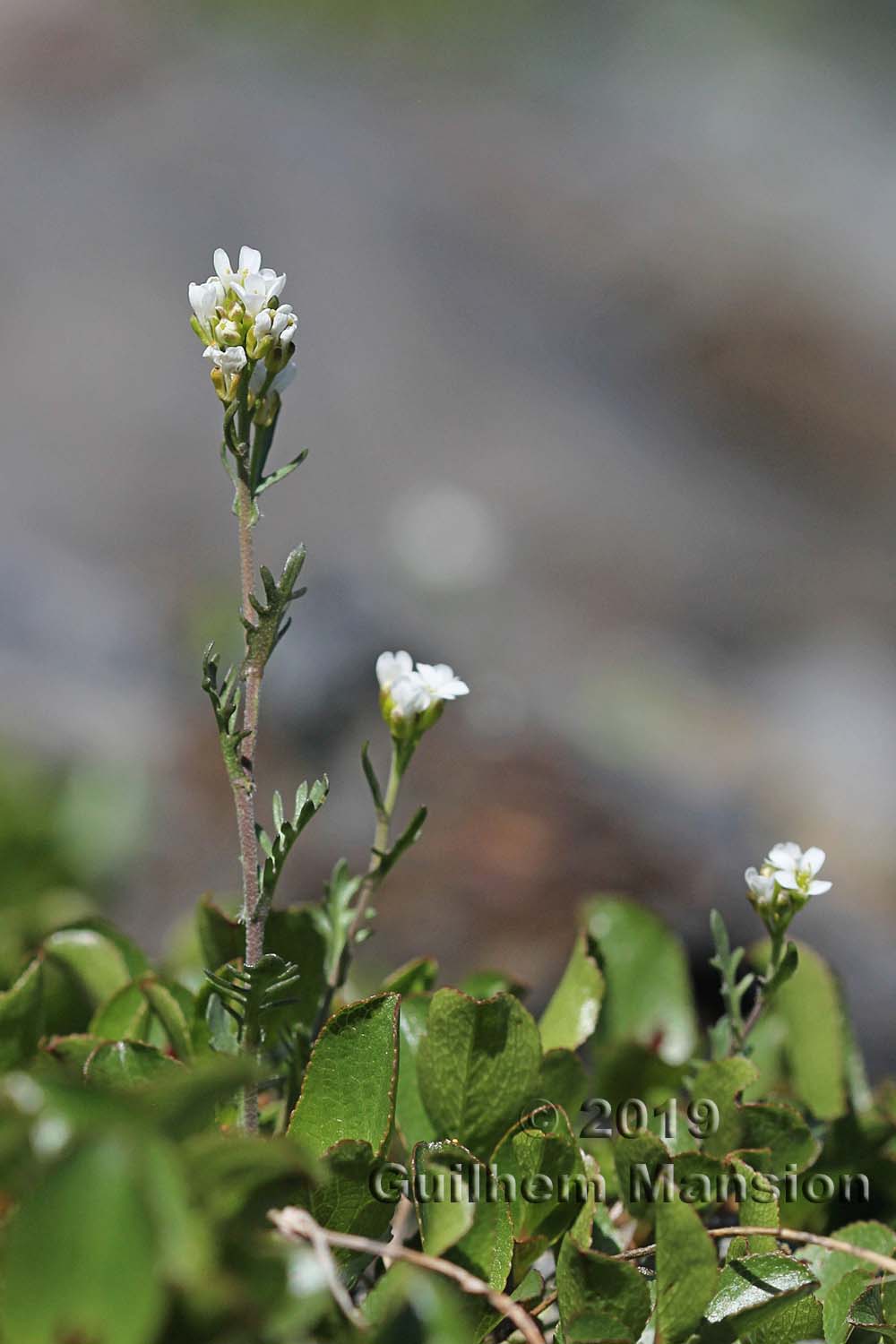 Murbeckiella pinnatifida