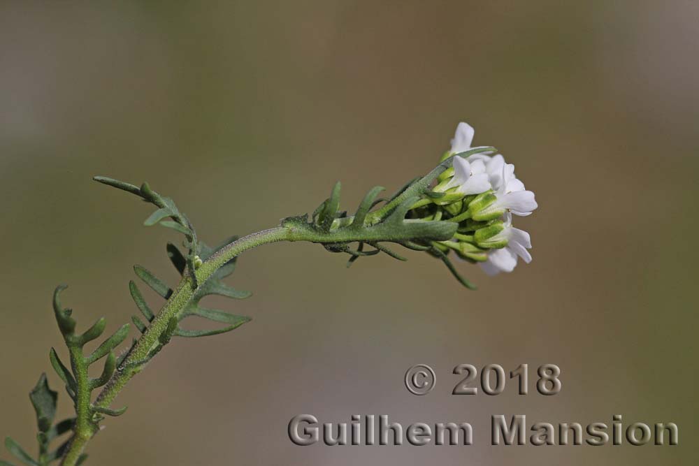 Murbeckiella pinnatifida