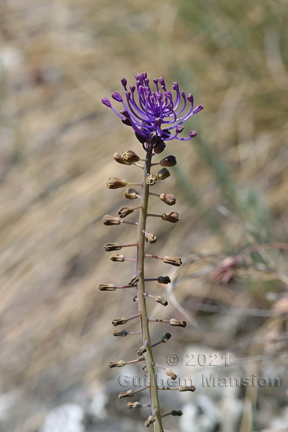 Muscari comosum