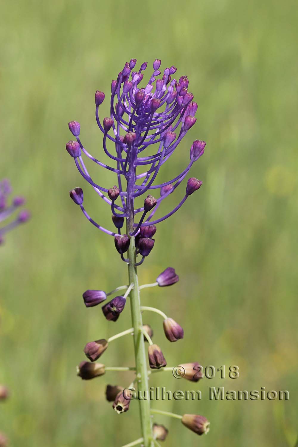 Muscari comosum