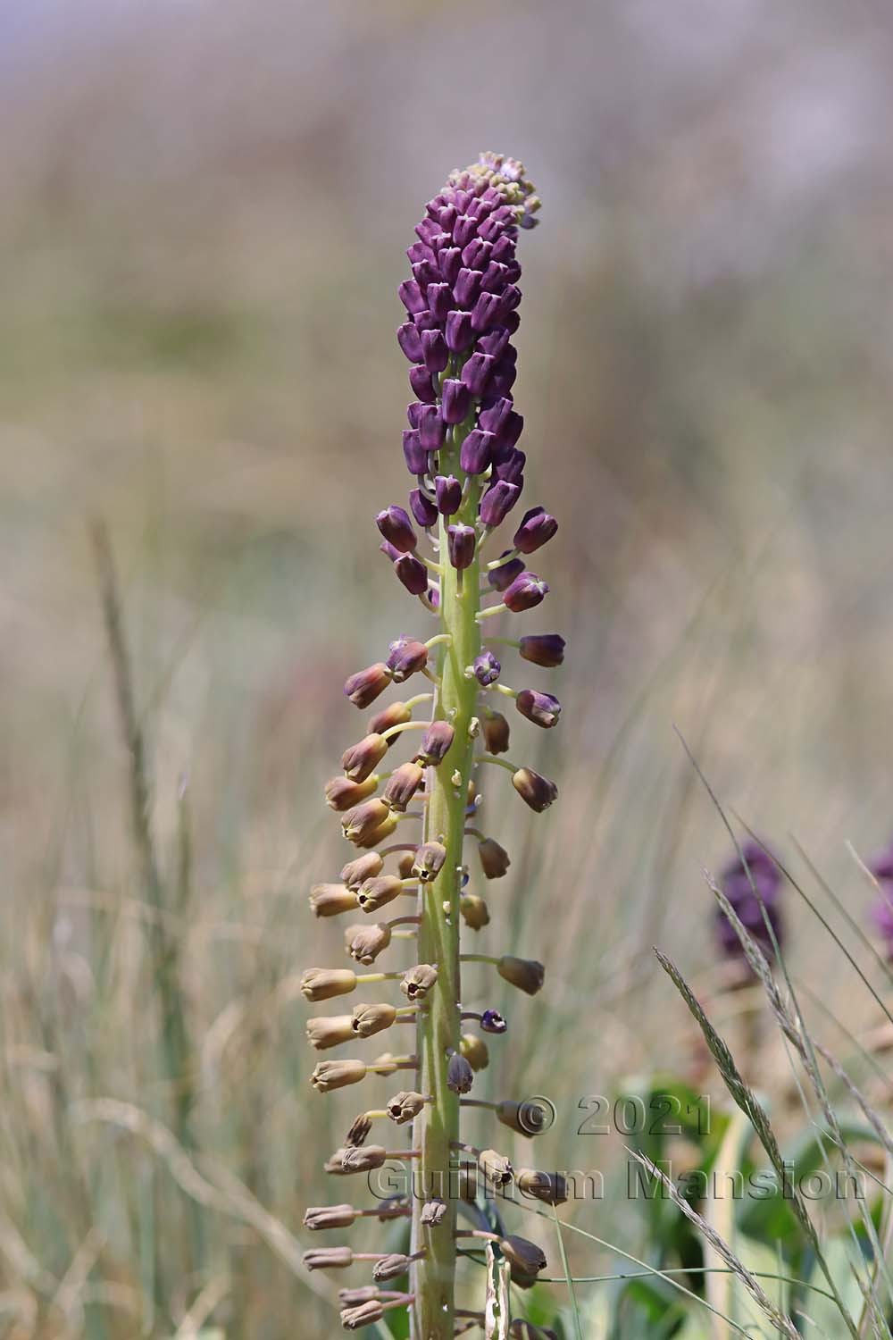 Muscari comosum