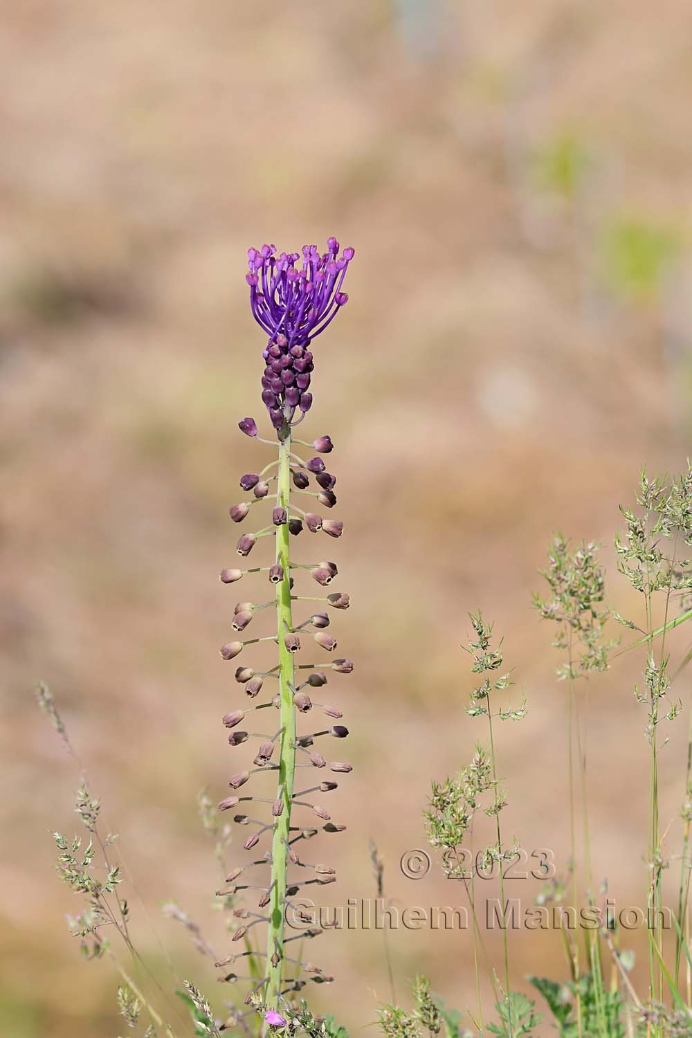 Muscari comosum