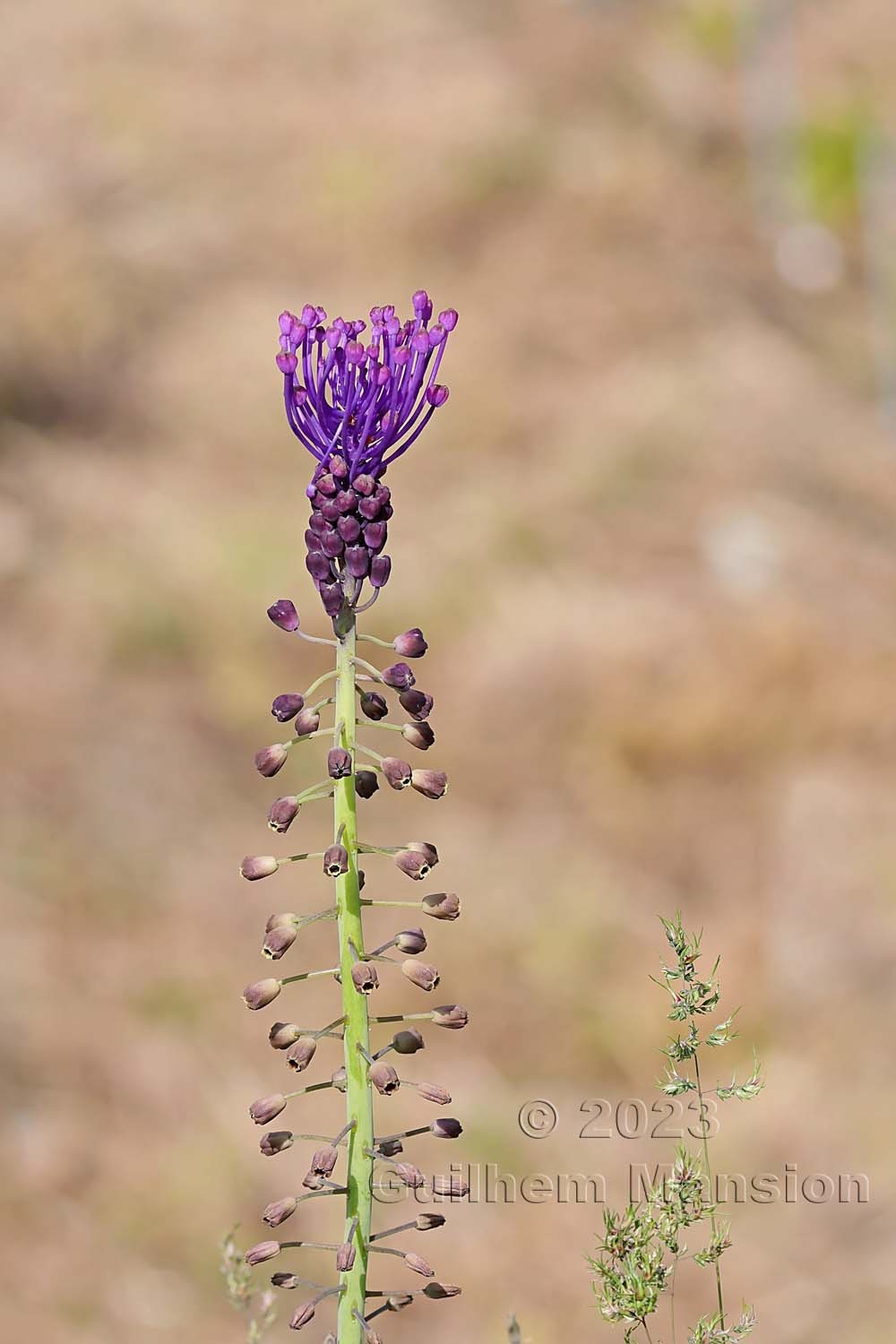 Muscari comosum