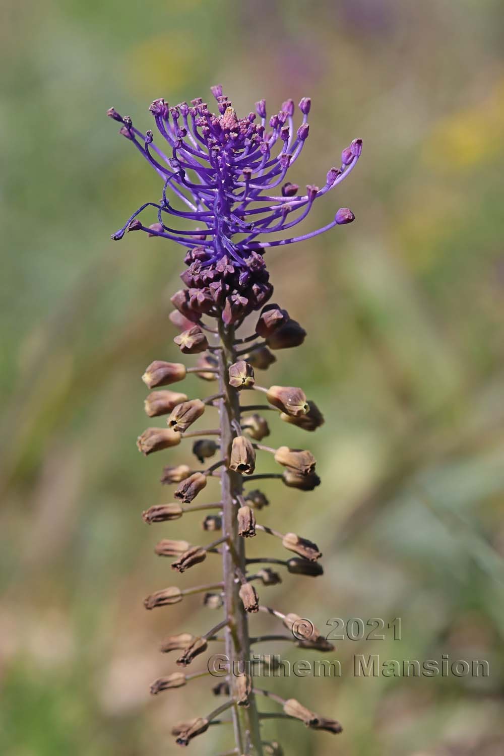 Muscari comosum