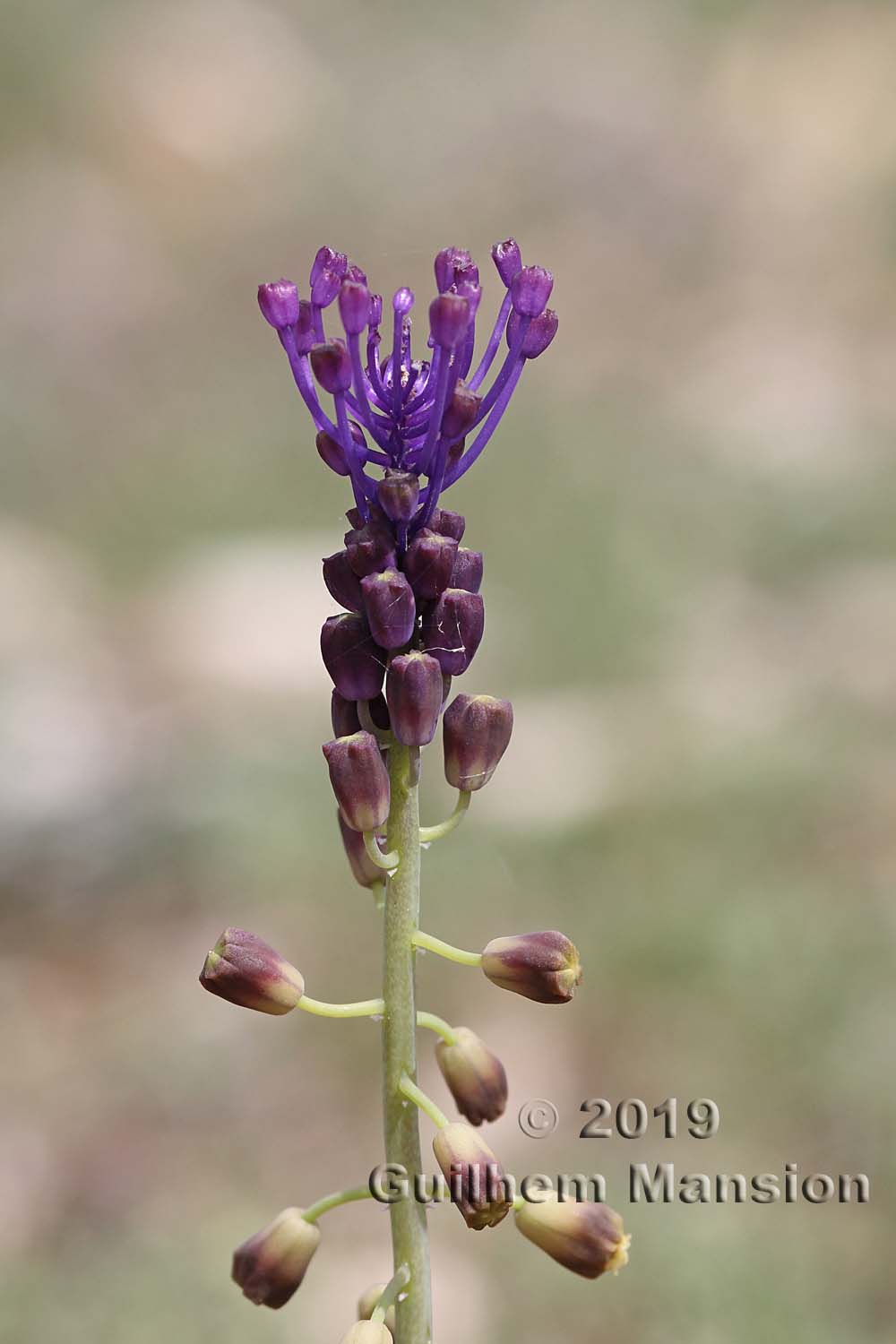 Muscari comosum