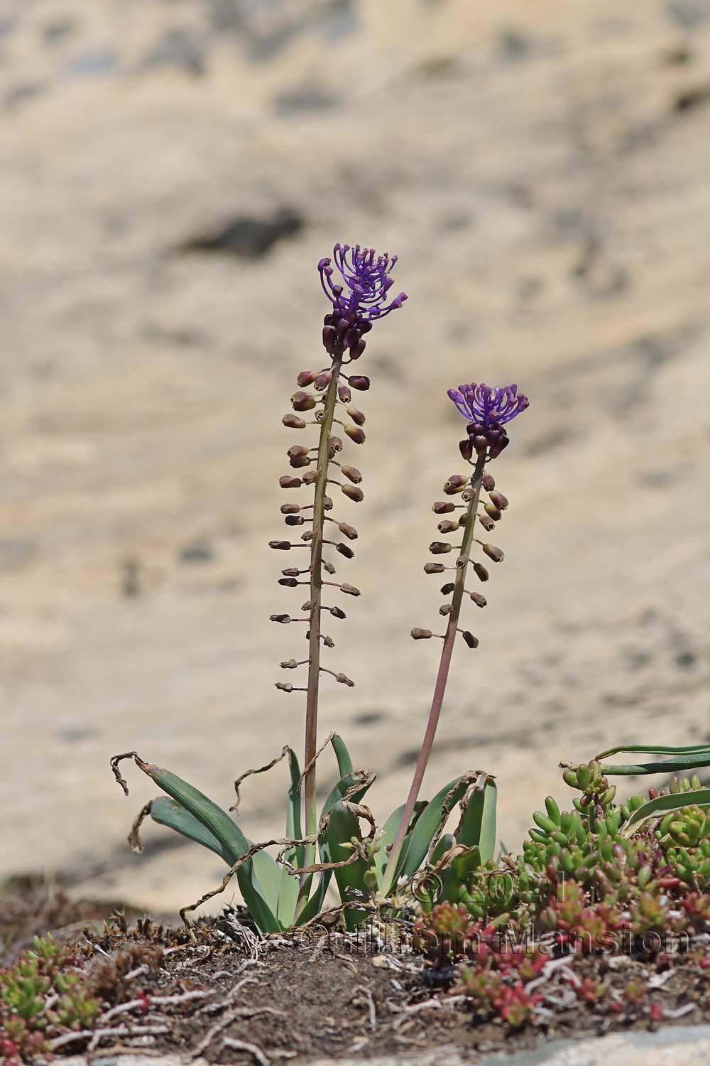 Muscari comosum