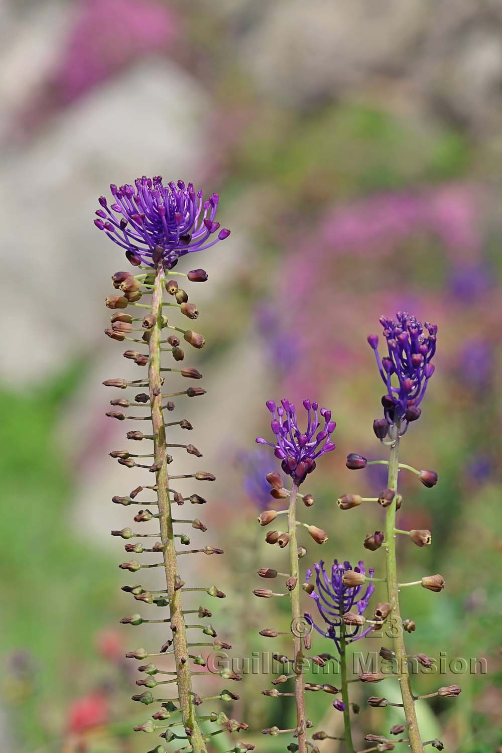 Muscari comosum