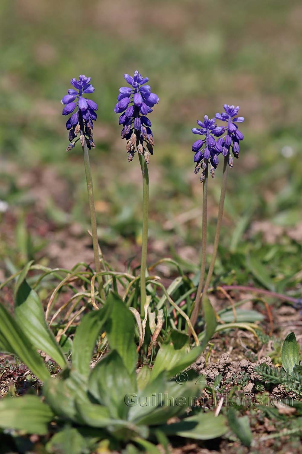 Muscari neglectum