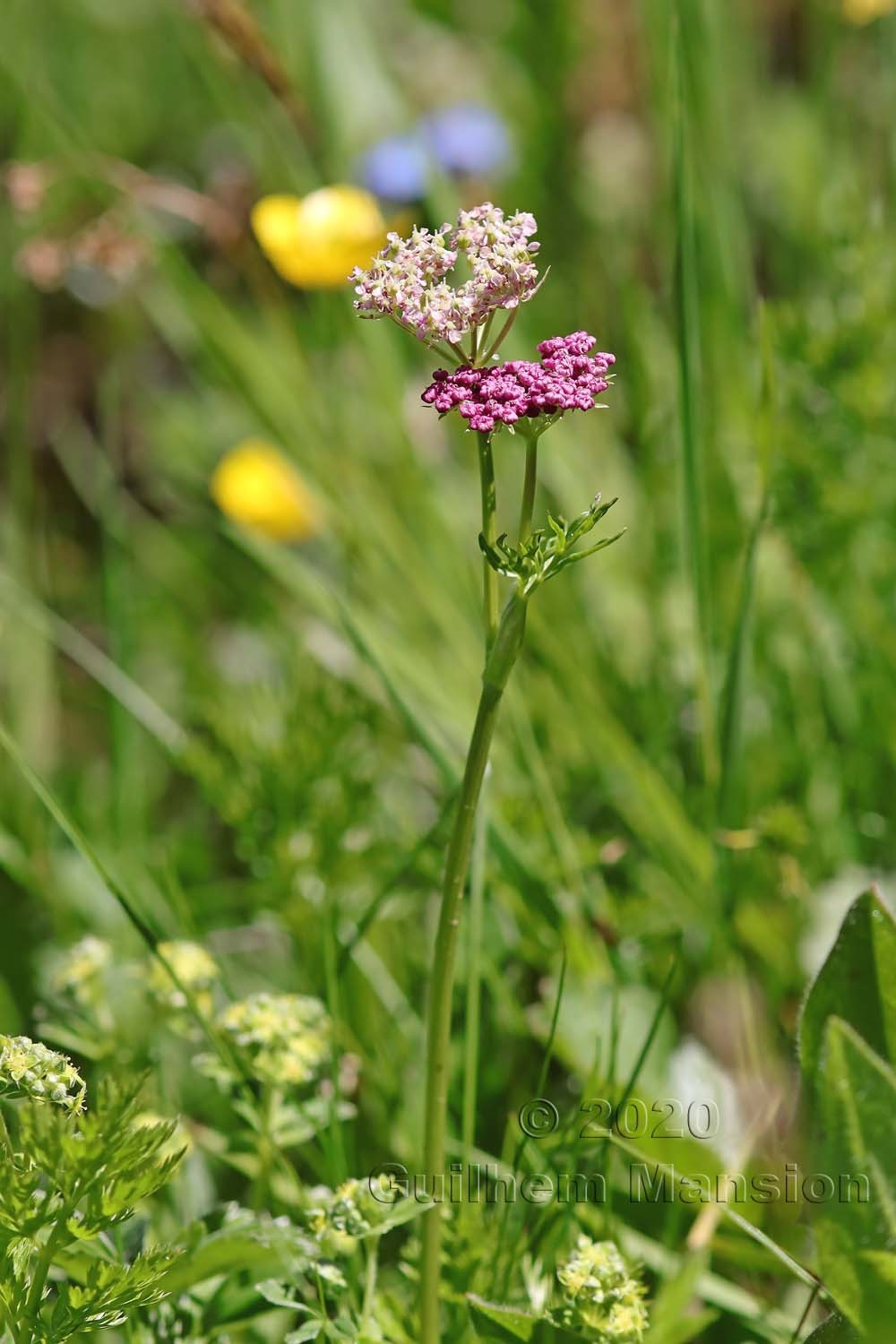 Mutellina adonidifolia [Ligusticum mutellina]