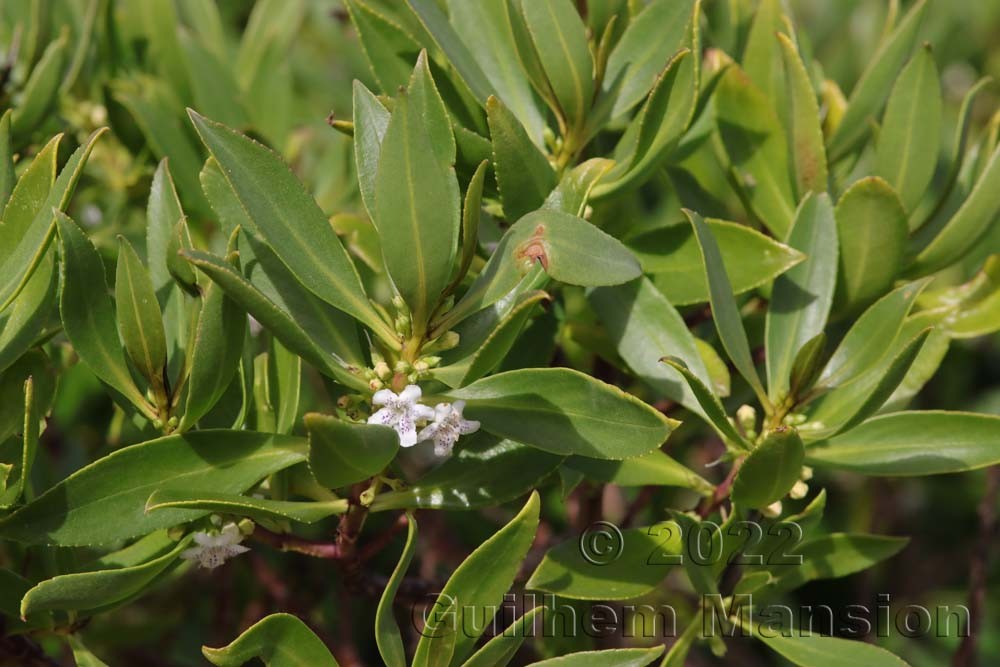 Myoporum laetum