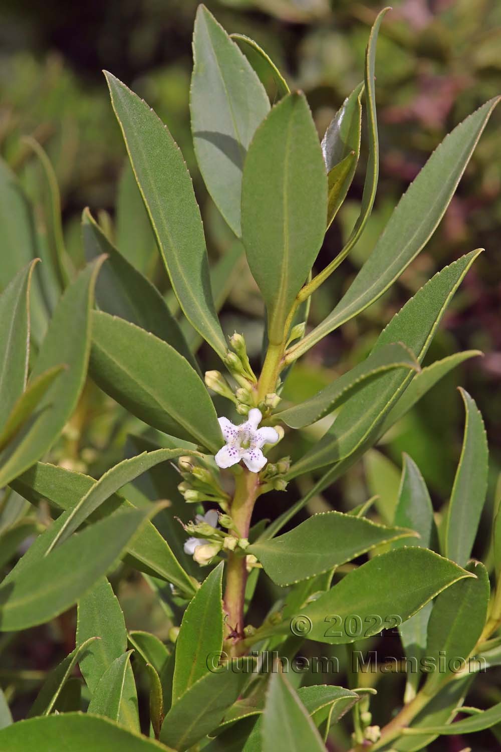 Myoporum laetum