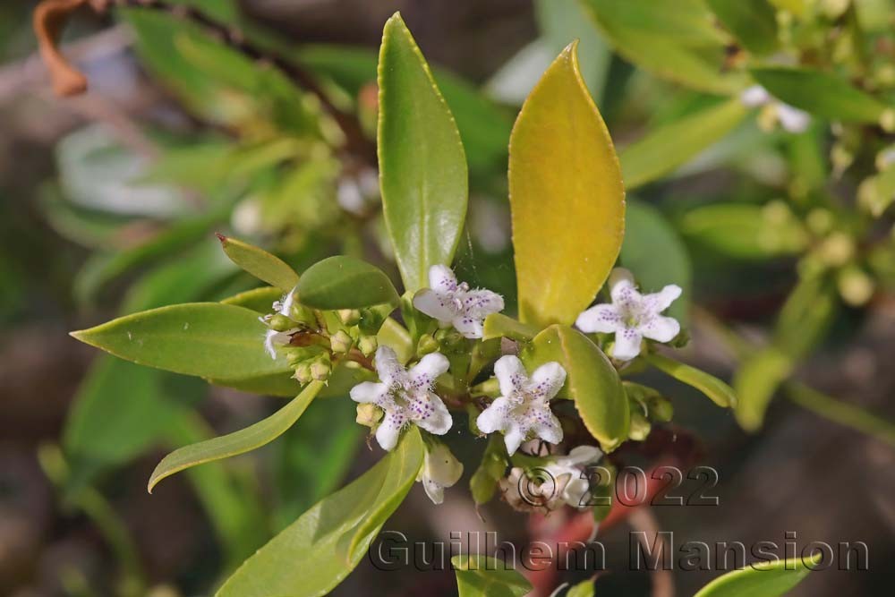 Myoporum laetum