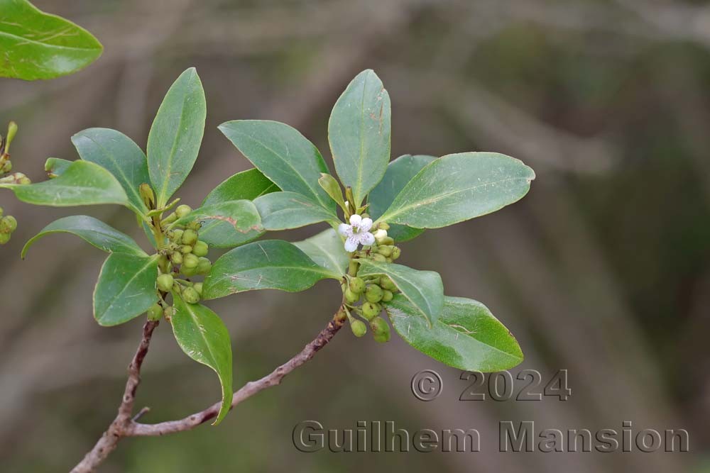 Myoporum laetum