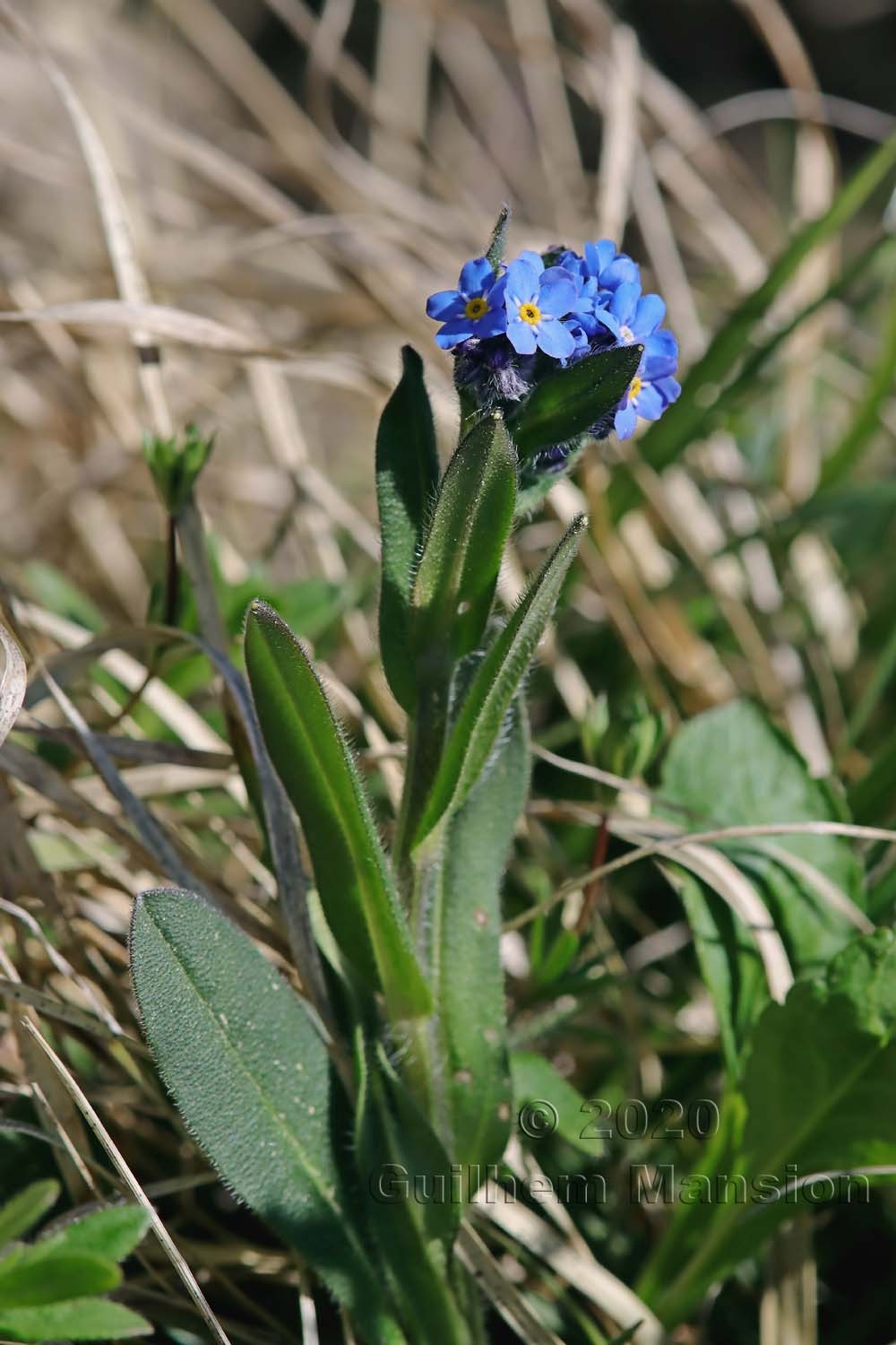 Myosotis alpestris