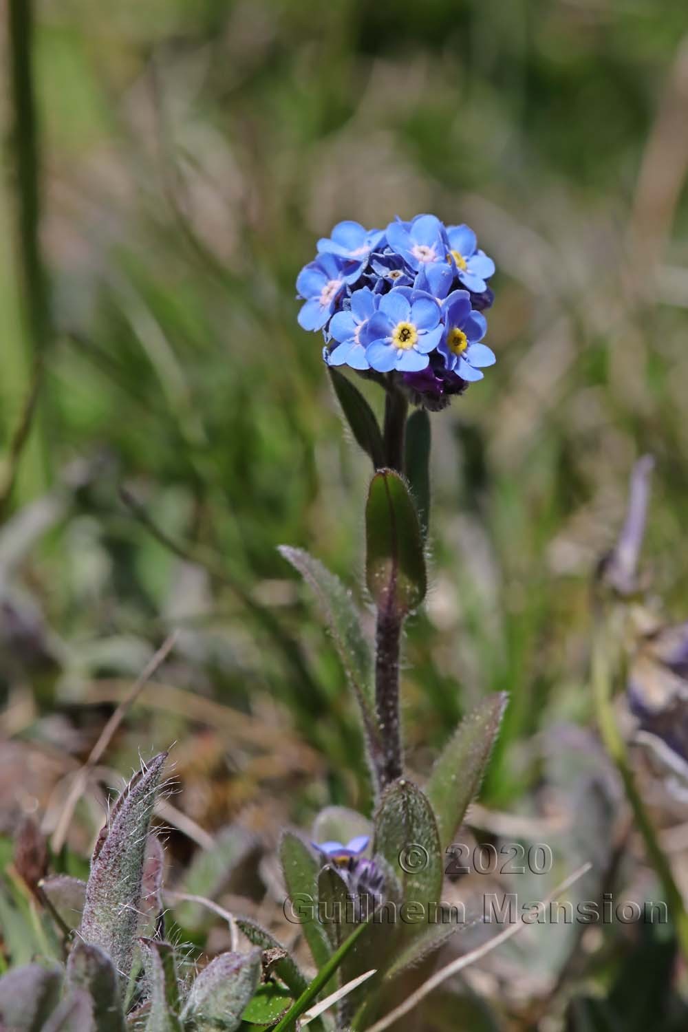 Myosotis alpestris