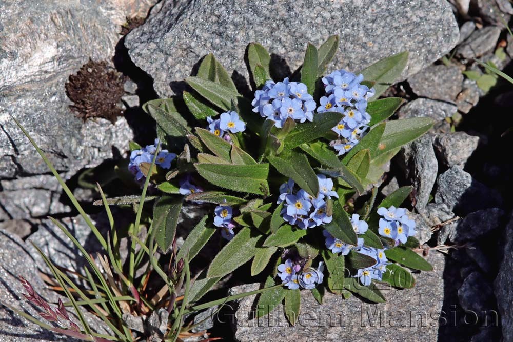 Myosotis alpestris