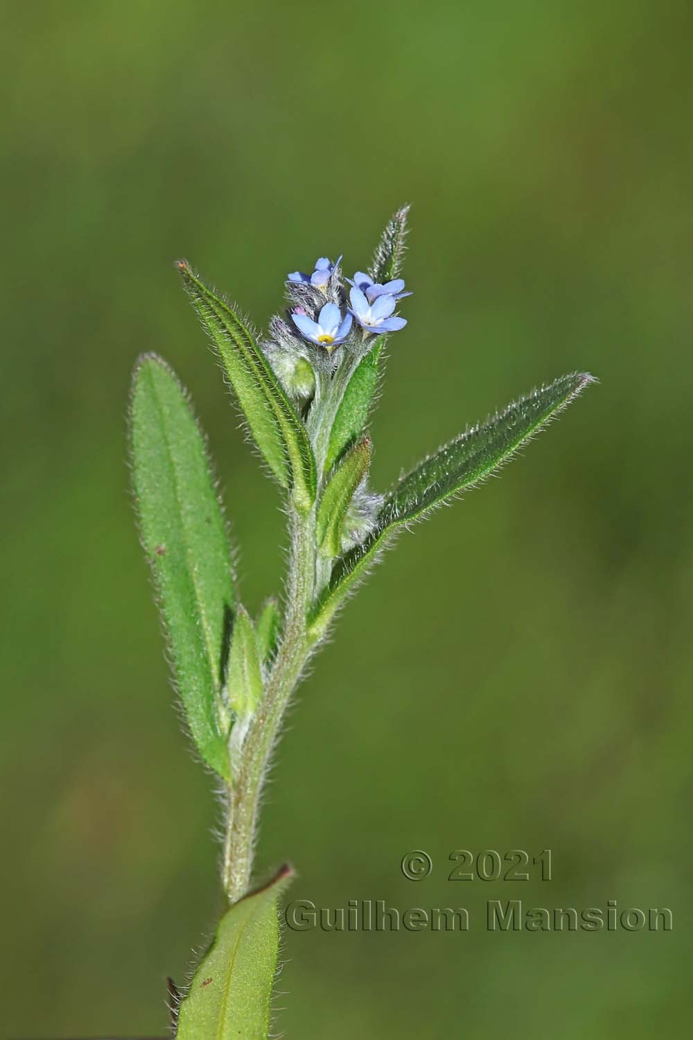 Myosotis arvensis