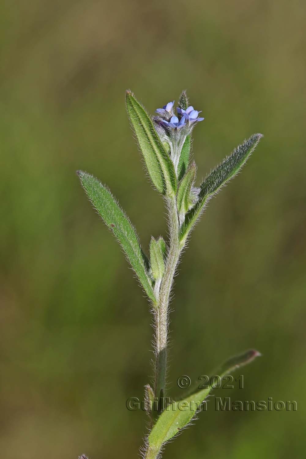 Myosotis arvensis