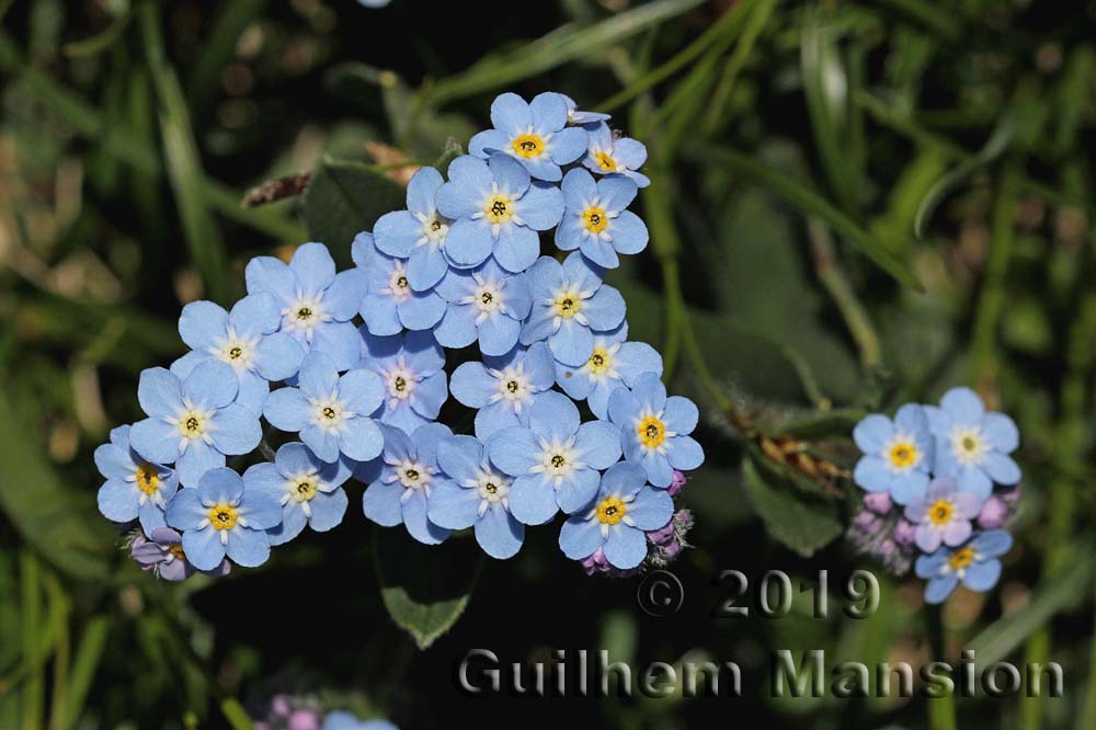 Myosotis scorpioides