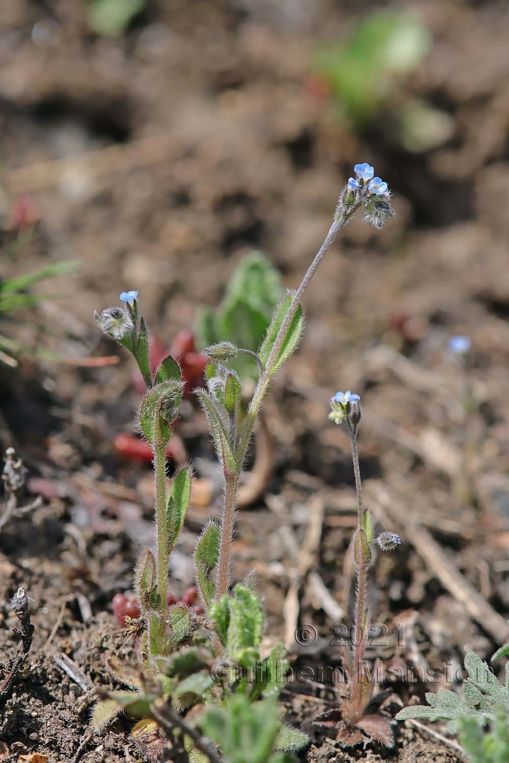 Myosotis stricta