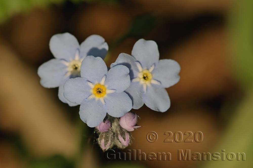 Myosotis sylvatica